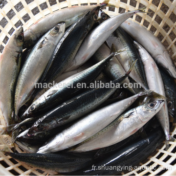 Fish de maquereau rond entier congelé pour la nourriture en conserve